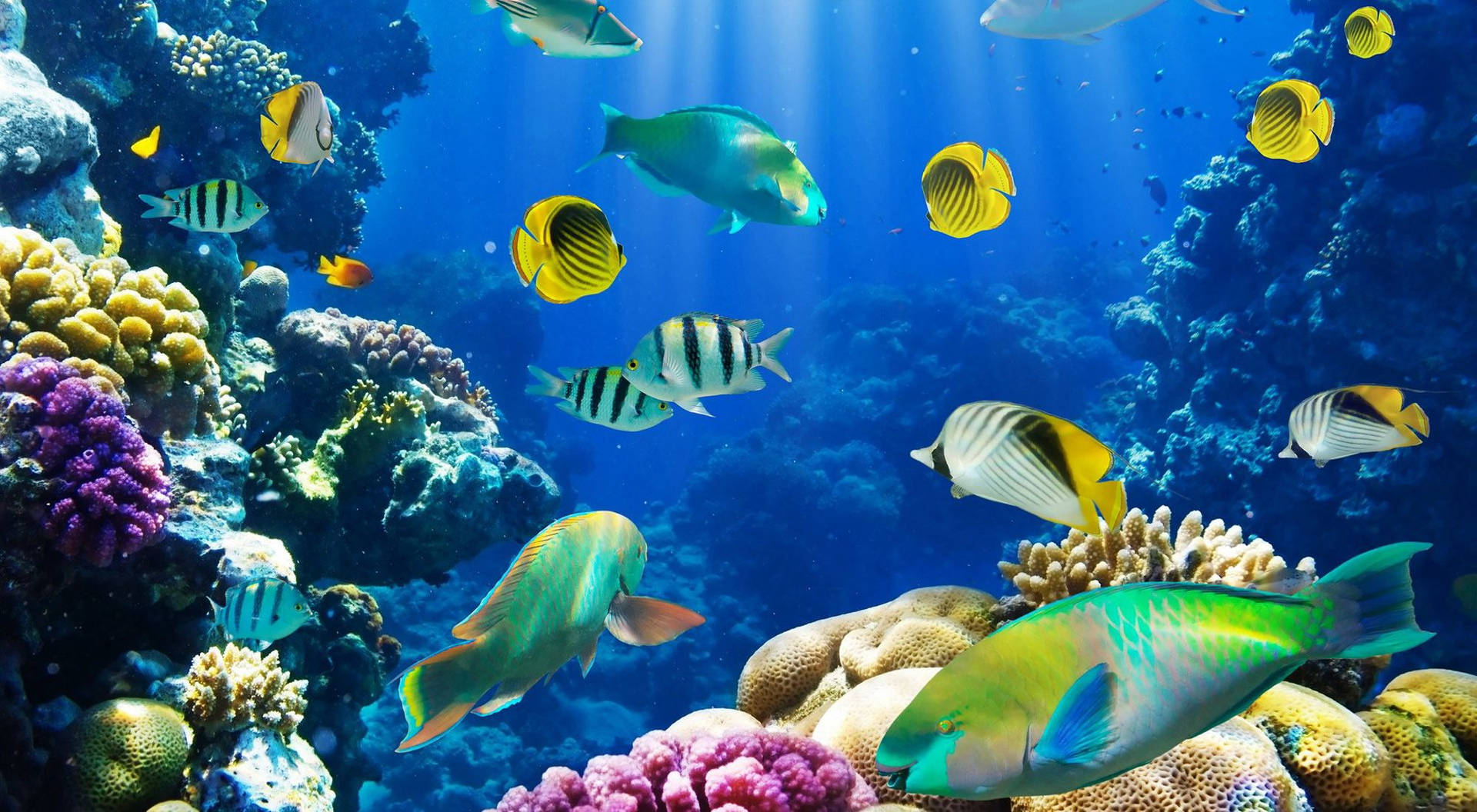 Hd Fishes Swimming Near Coral Reefs Background