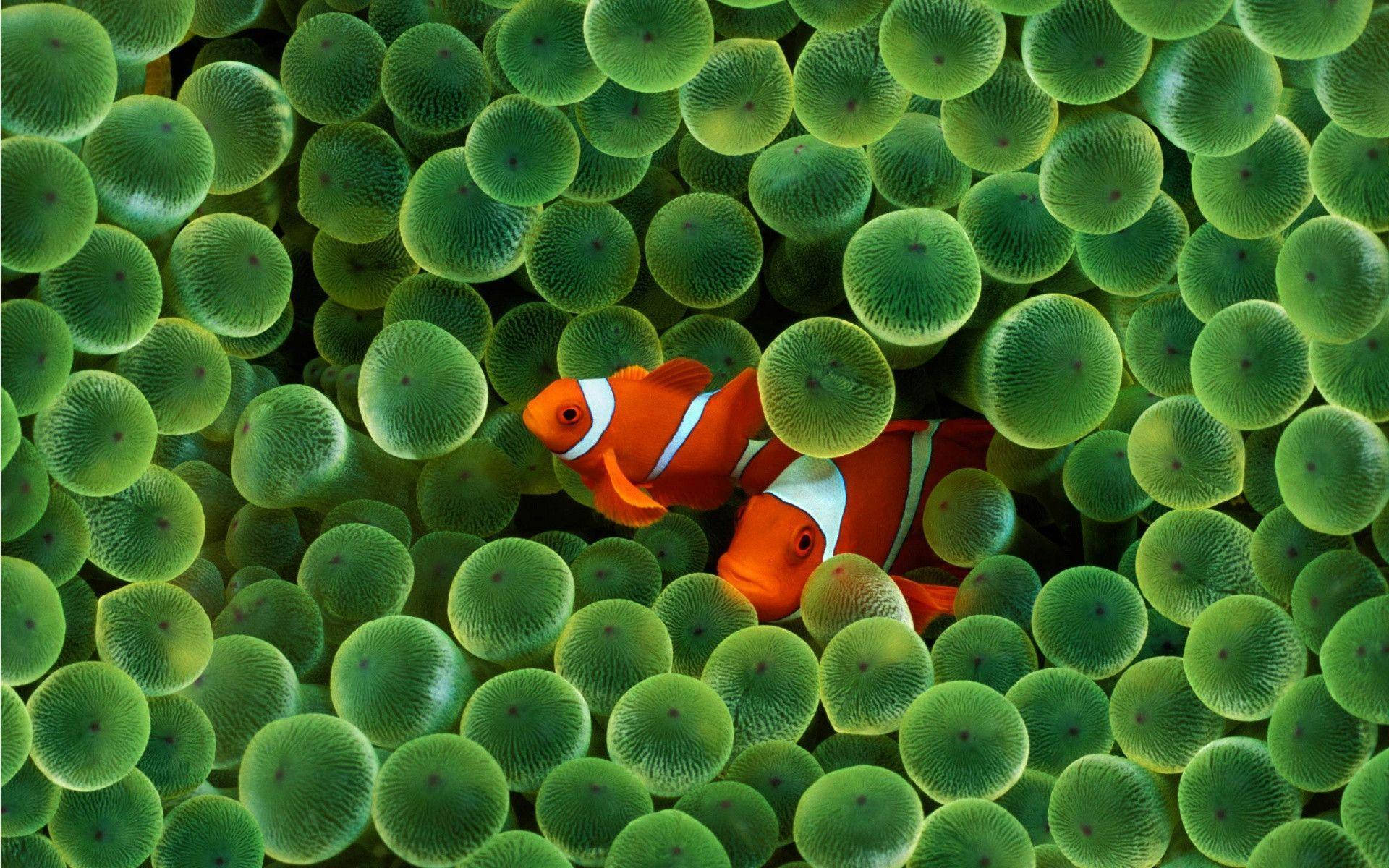 Hd Fishes Swimming Near Green Sea Corals