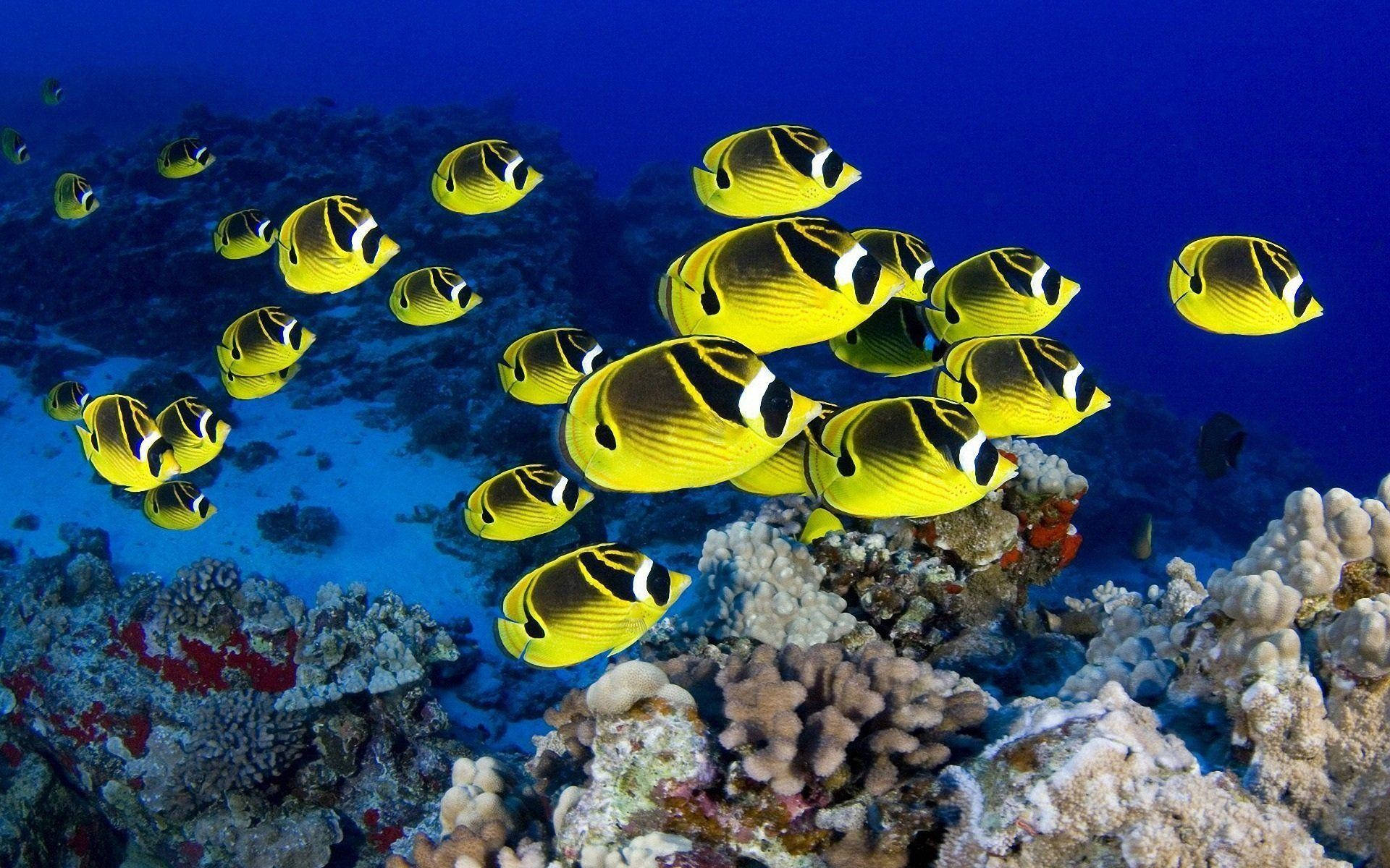 Hd Fishes Swimming Yellow Teardrop Butterflyfishes Background