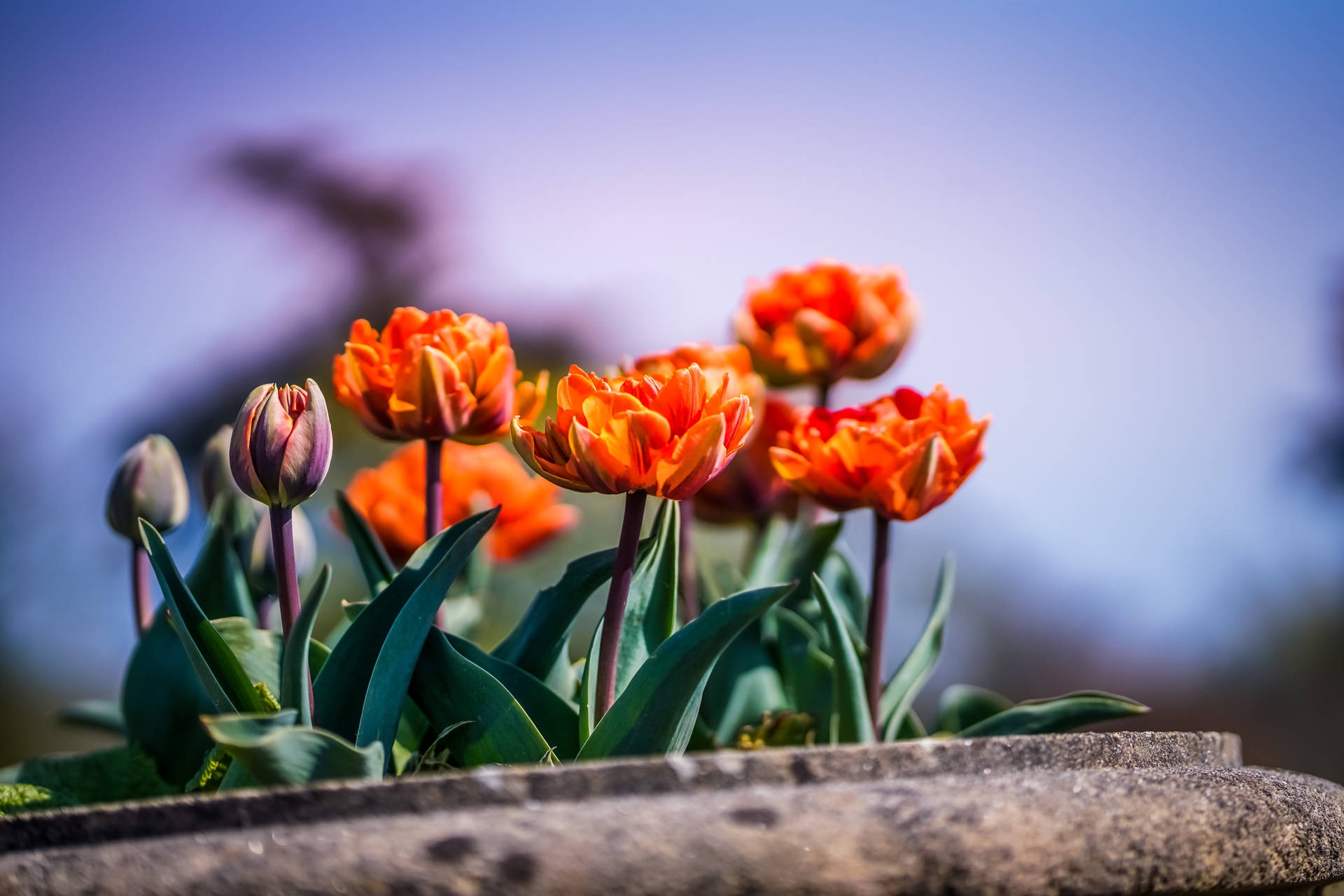 Hd Garden Tulip Background