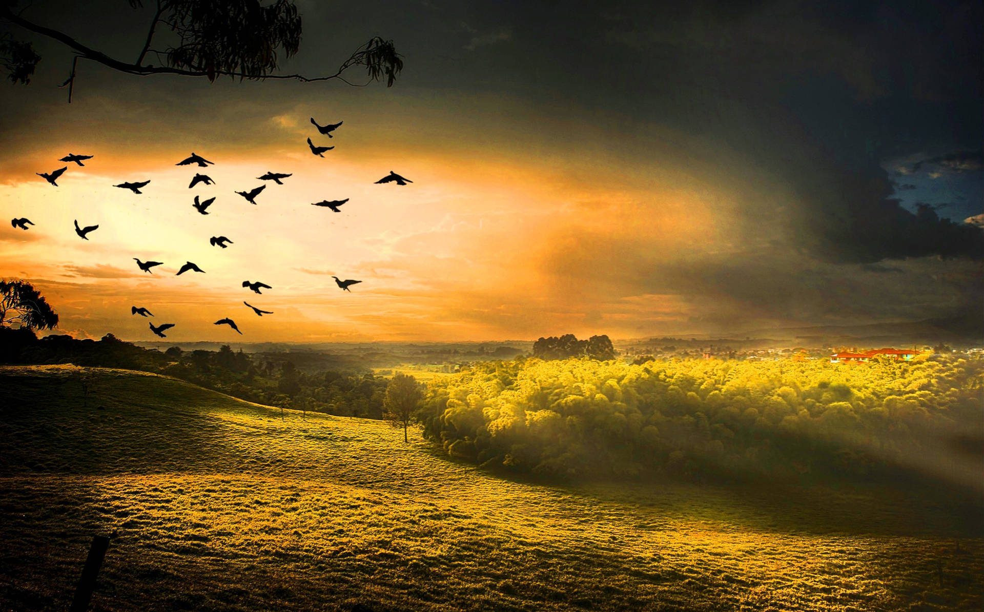 Hd Landscape Flying Birds Over Green Field Background