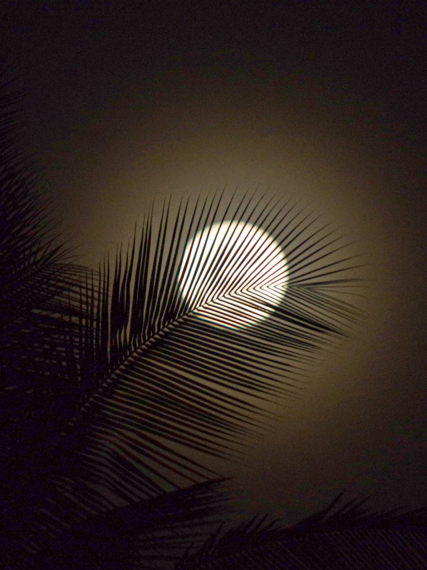 Hd Moon Behind Palm Leaves Background
