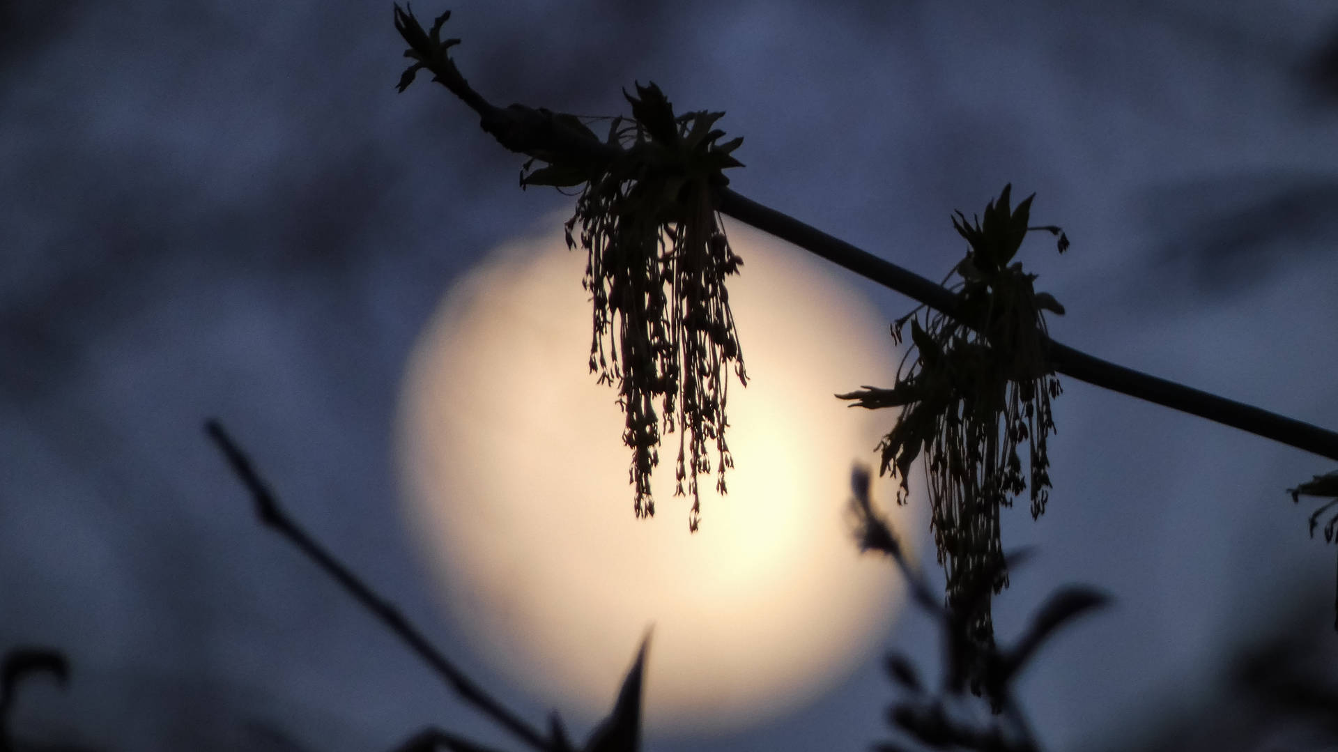 Hd Moon Behind Plant Silhouettes Background