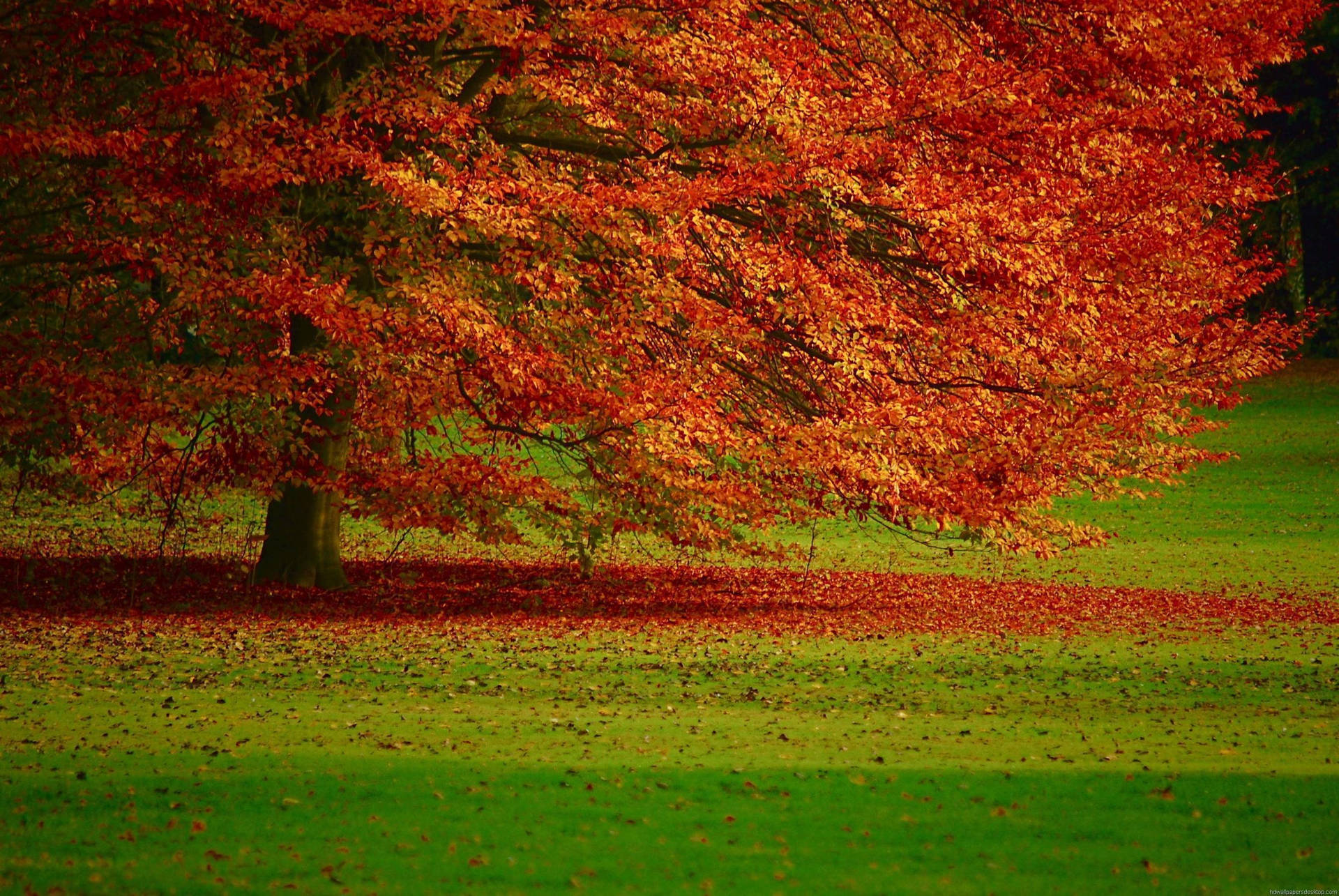 Hd Nature Autumn Background