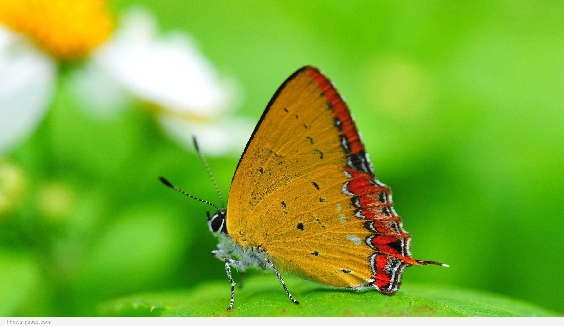 Hd Nature Butterfly Closeup Background