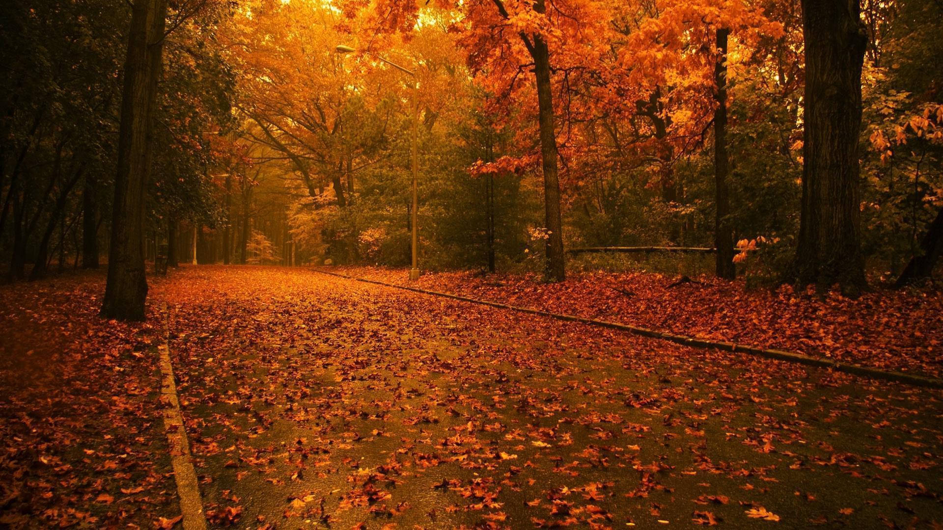 Hd Nature Fallen Leaves Background