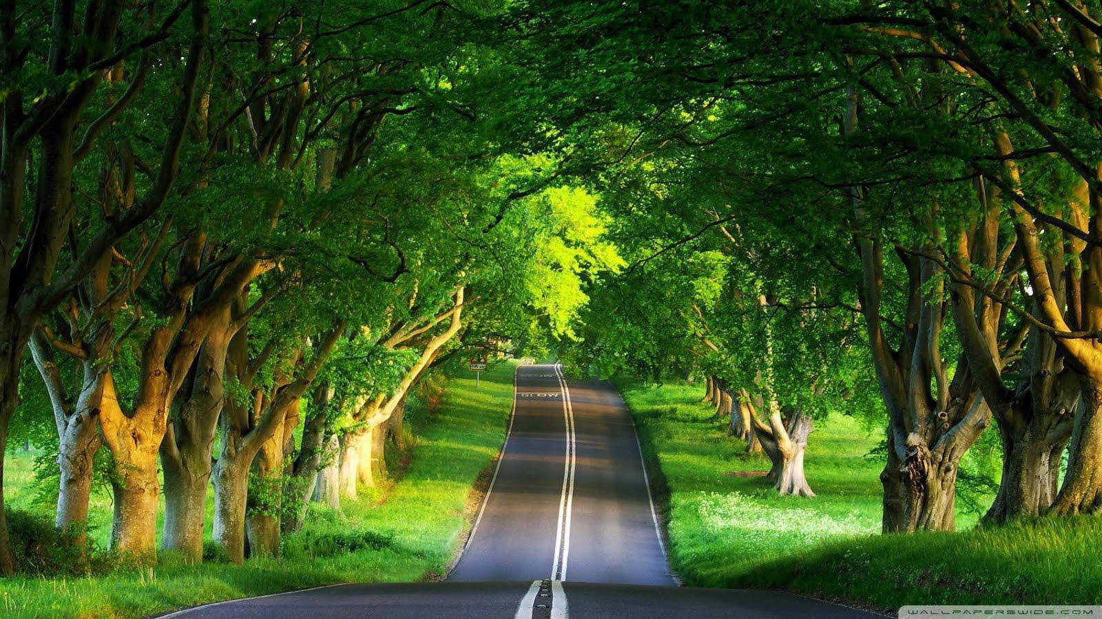 Hd Nature Narrow Road Background