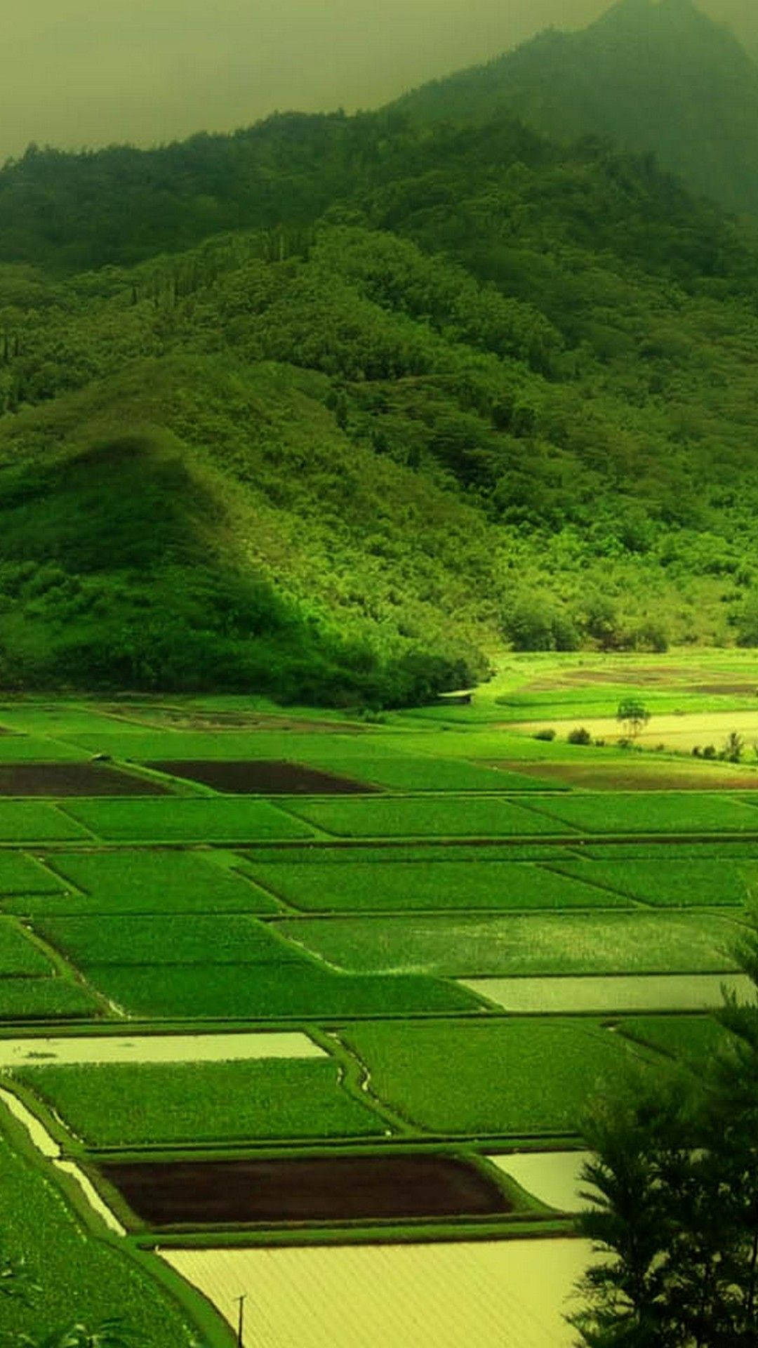 Hd Nature Phone Rice Field Background
