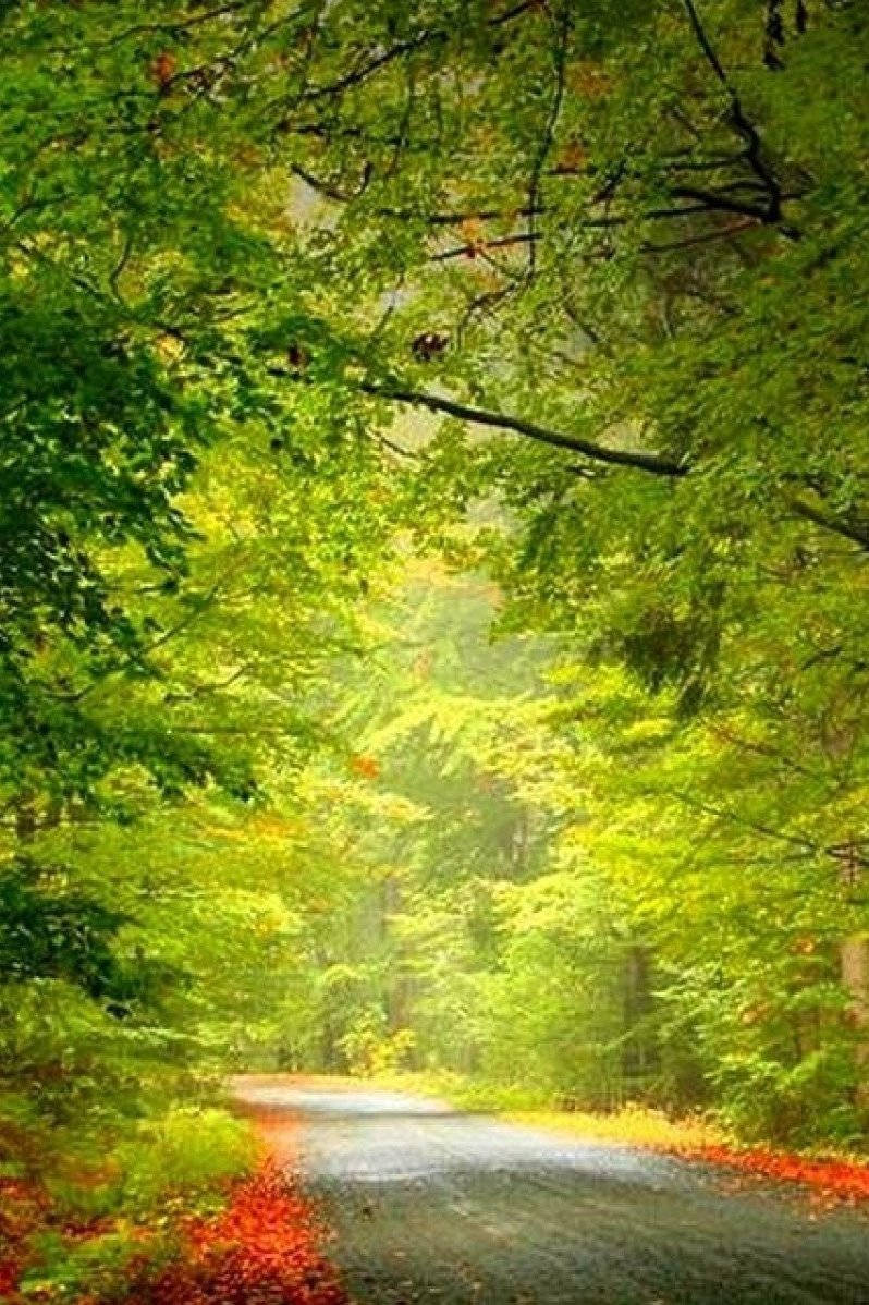 Hd Nature Phone Road Plants Background