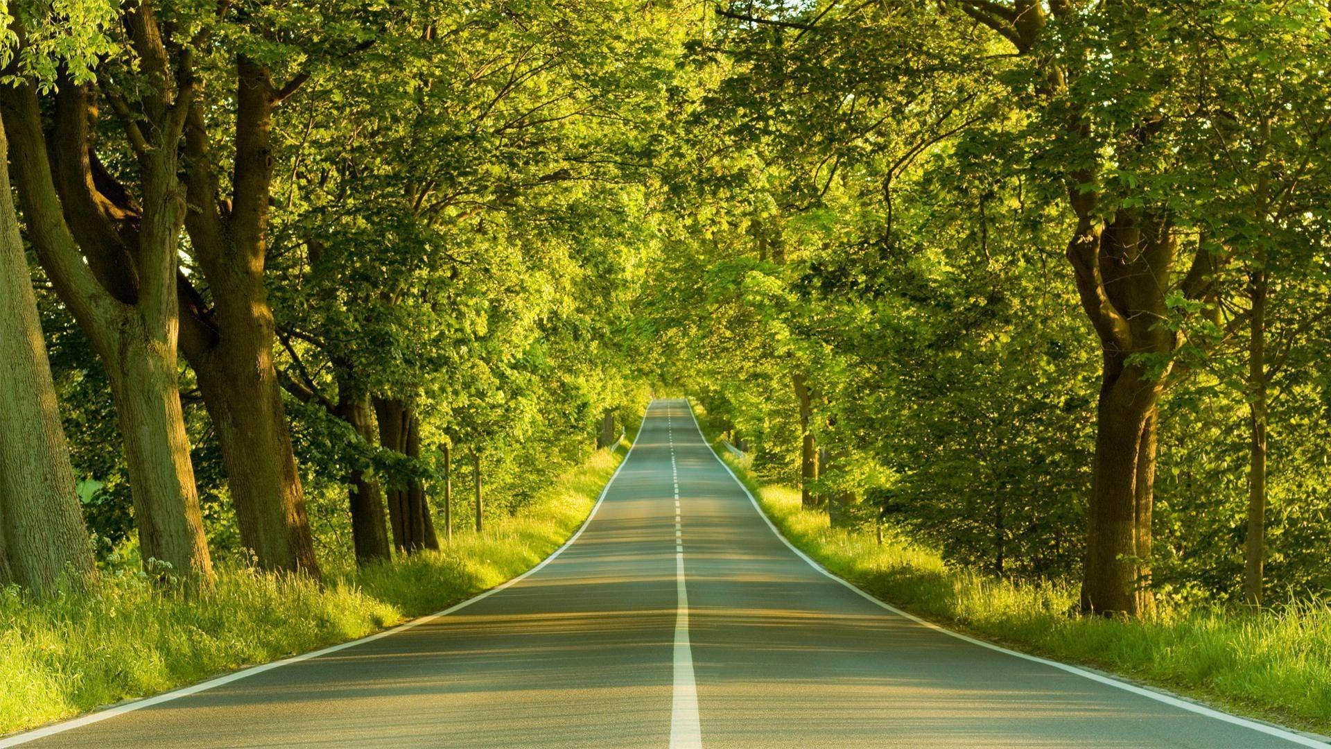 Hd Nature Trees And Road Background