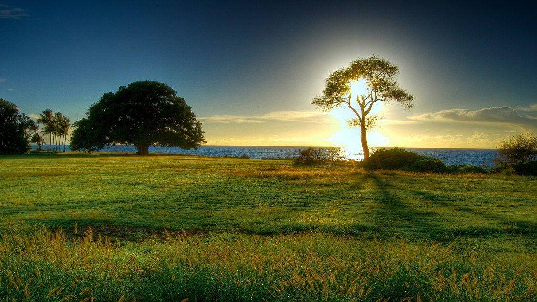 Hd Nature Trees On Grass Background