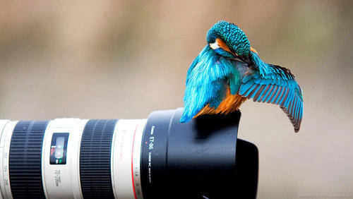 Hd Photography Of A Blue Bird On Camera Lens Background