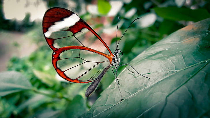 Hd Photography Of A Glasswing Butterfly Background