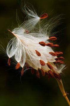 Hd Photography Of Milkweed Flowers Sprouting Background