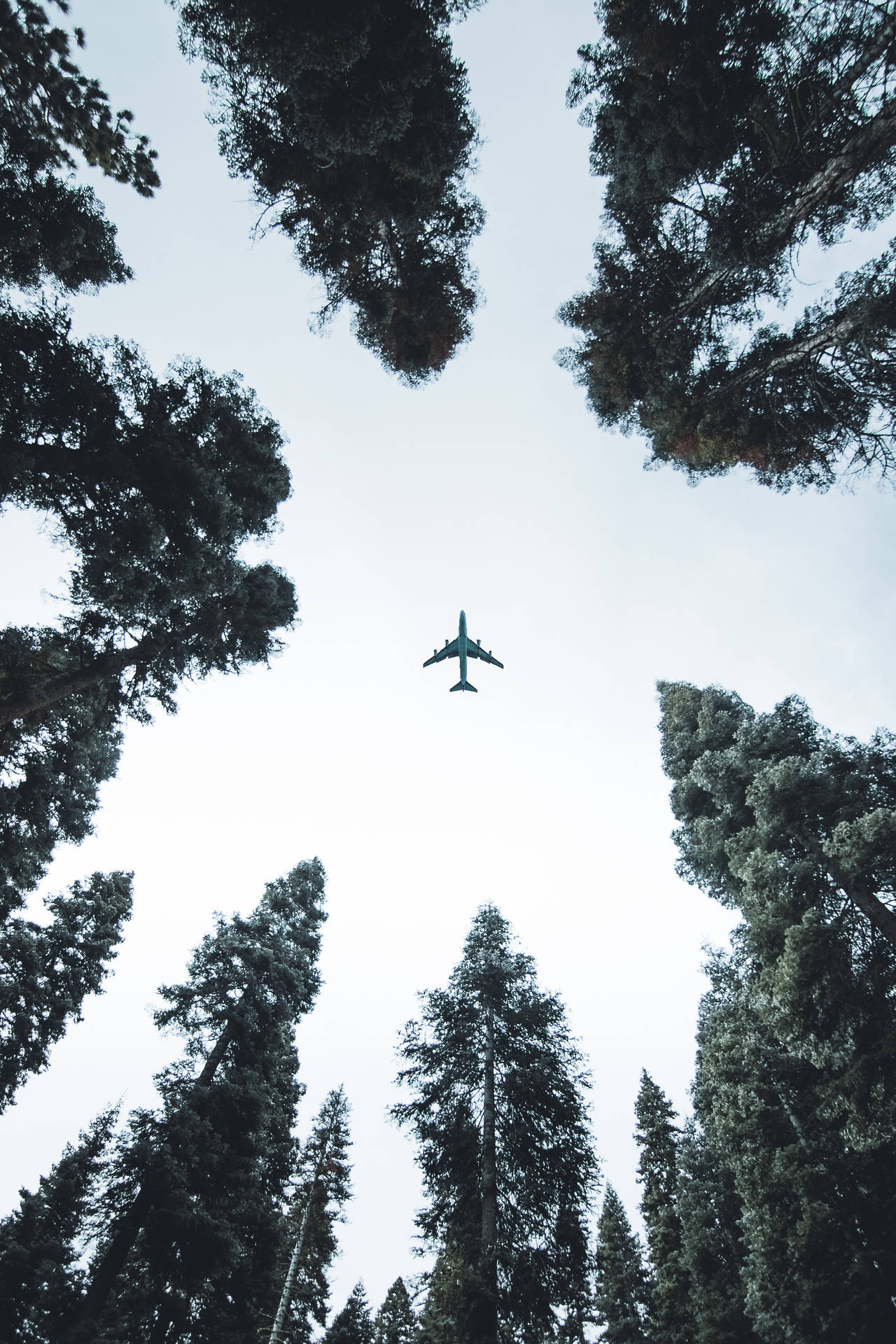 Hd Plane Flying Above Trees Background