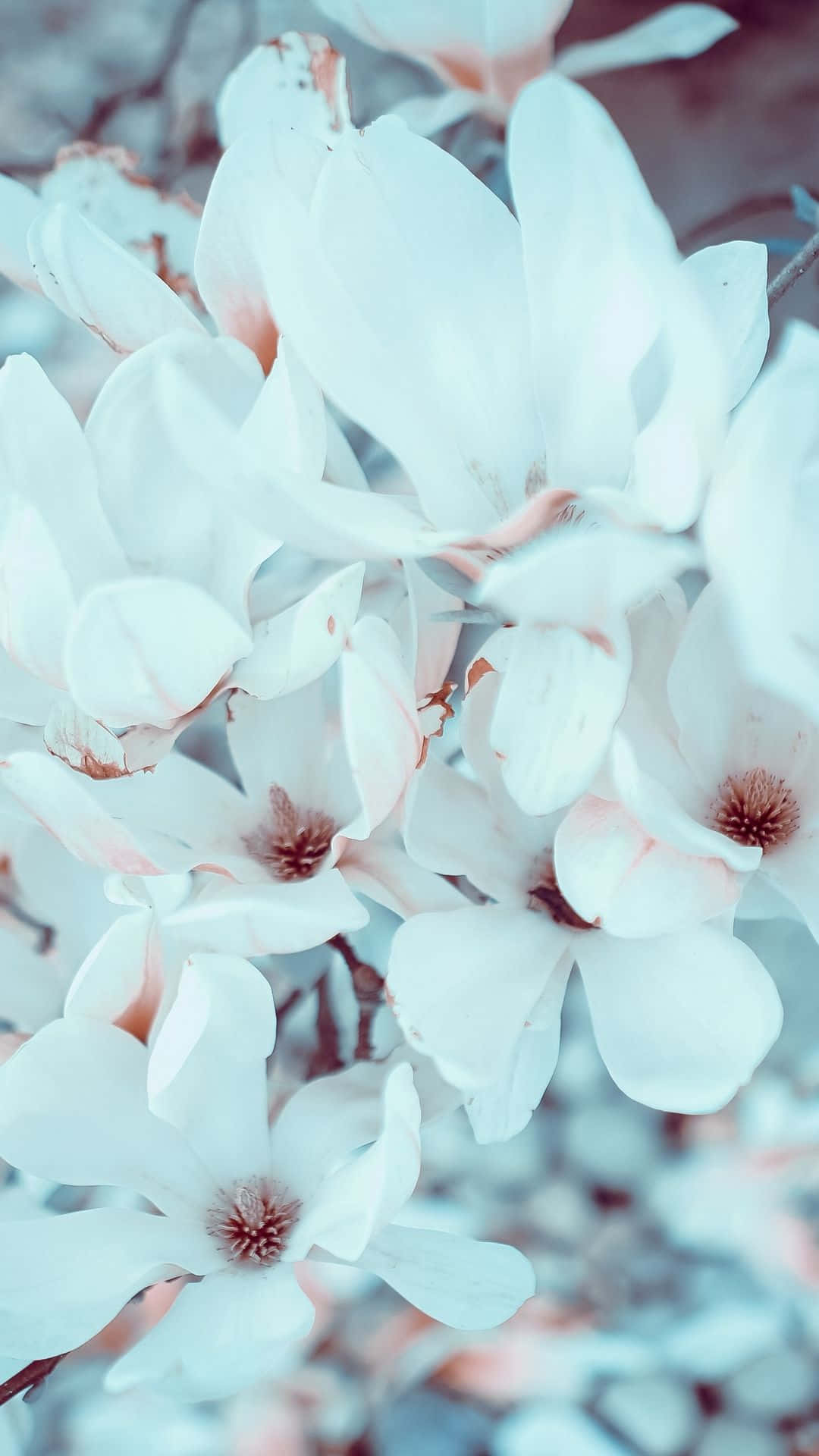 Hd Portrait White Magnolia Flower