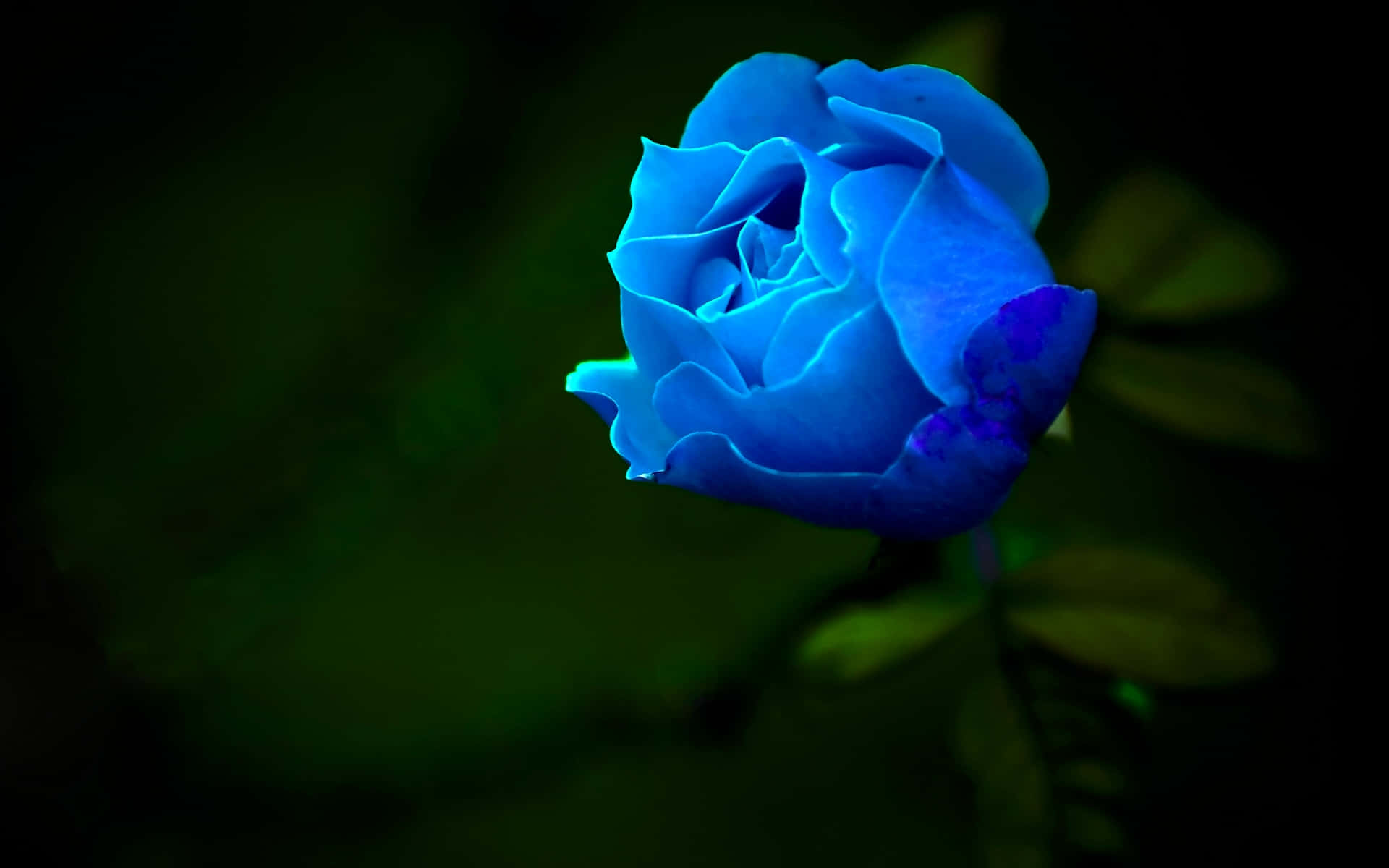Hd Rose Blue Aesthetic Background