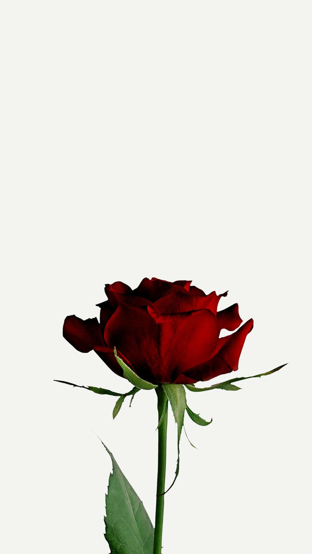 Hd Rose On White Background Background