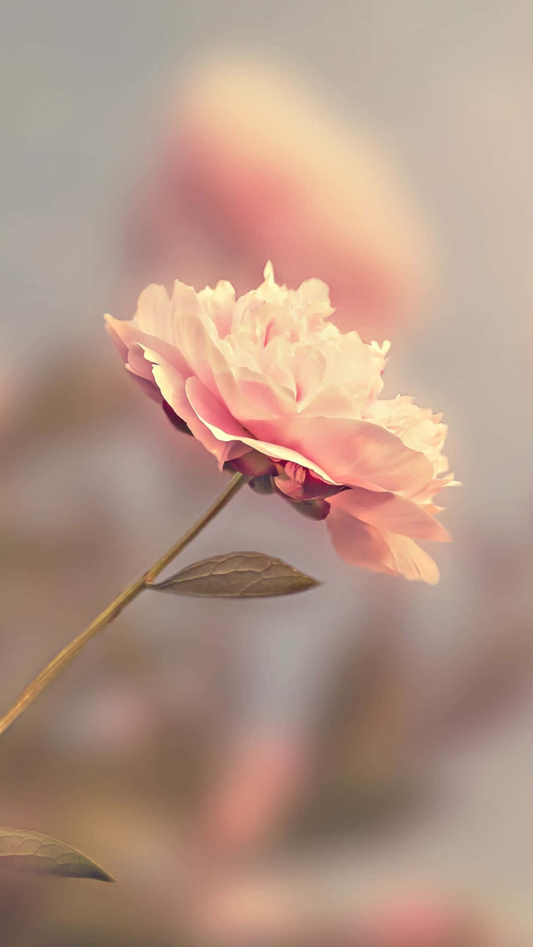Hd Rose Pink Blur Effect