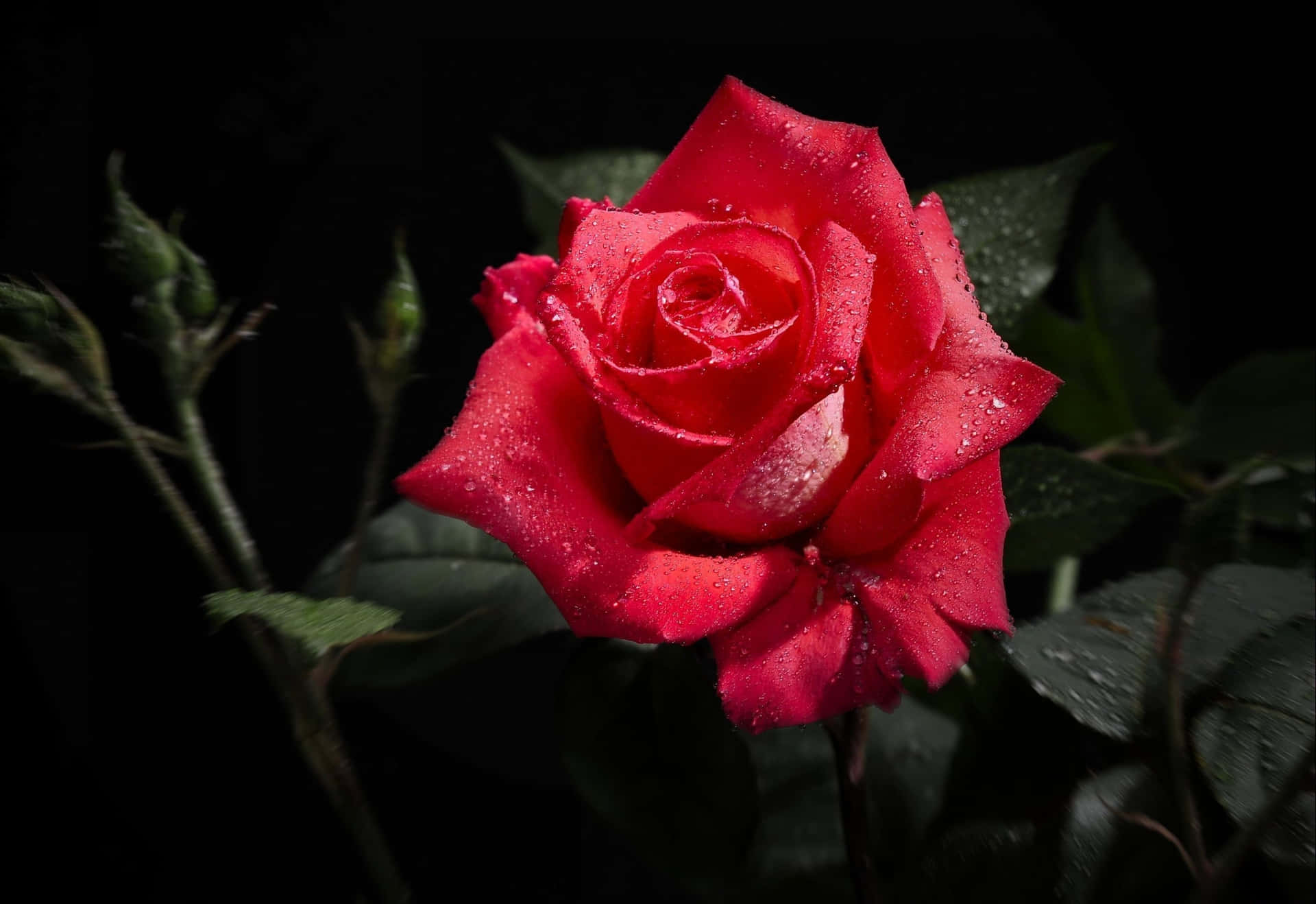Hd Rose With Dew Drops Background
