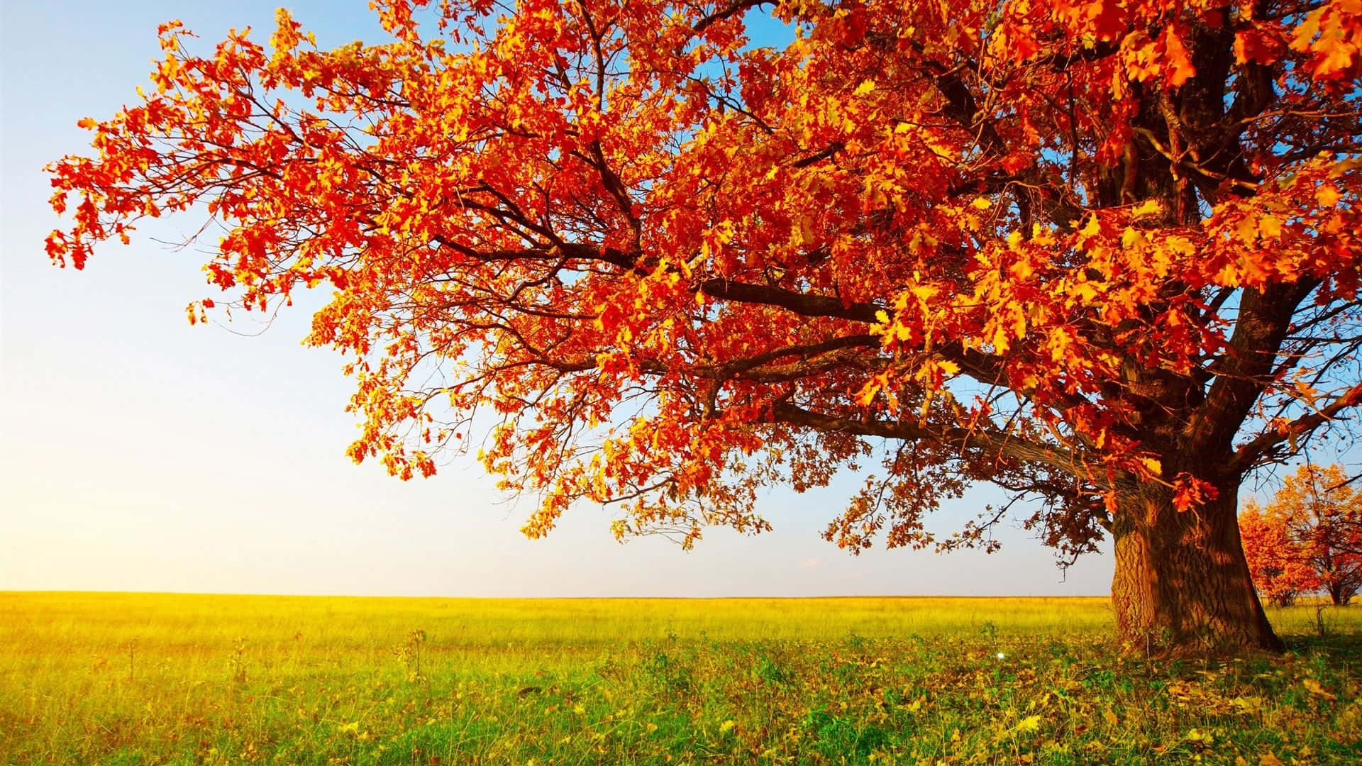 Hd Single Autumn Tree Background