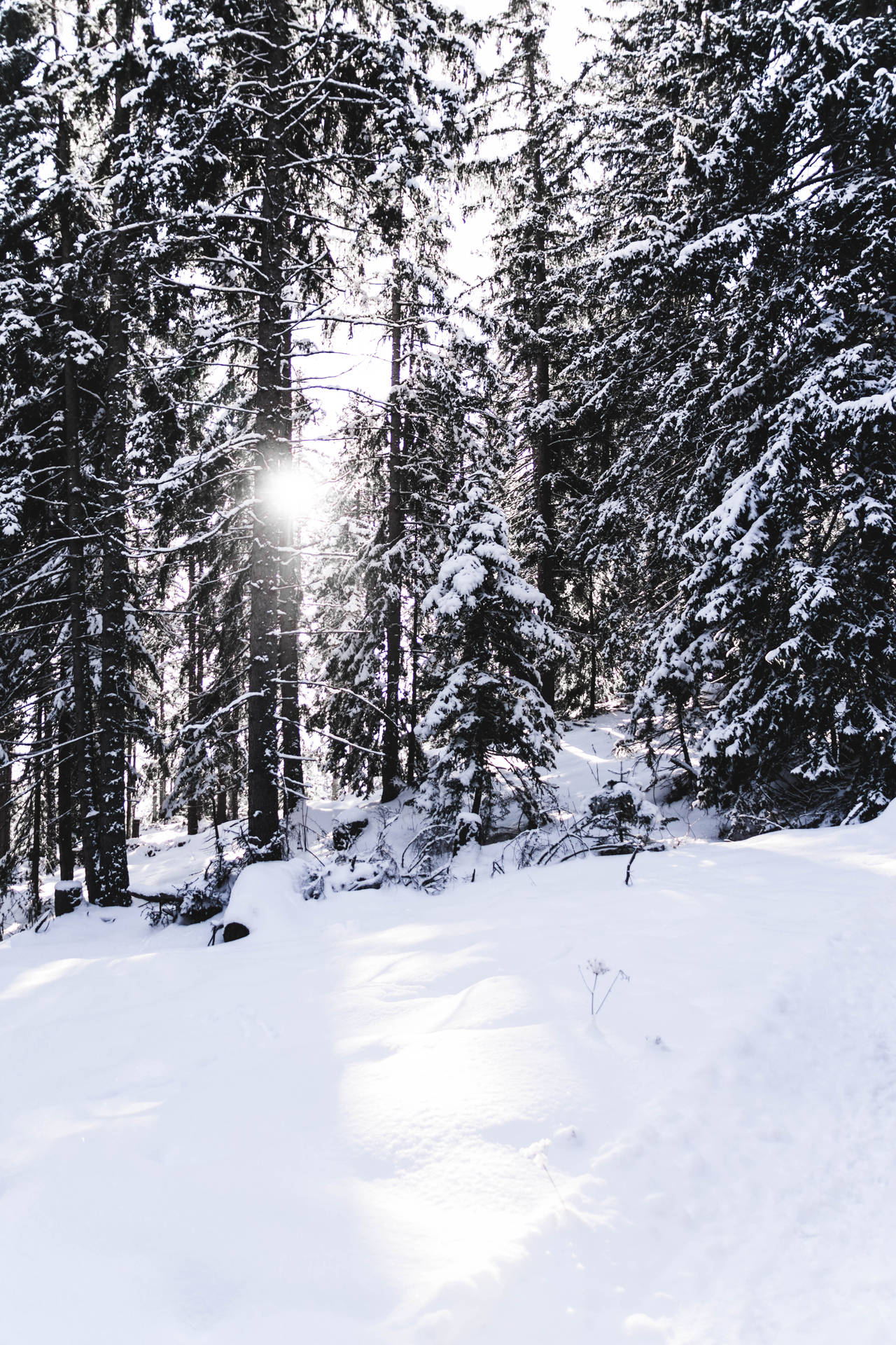 Hd Snow-covered Pines Background