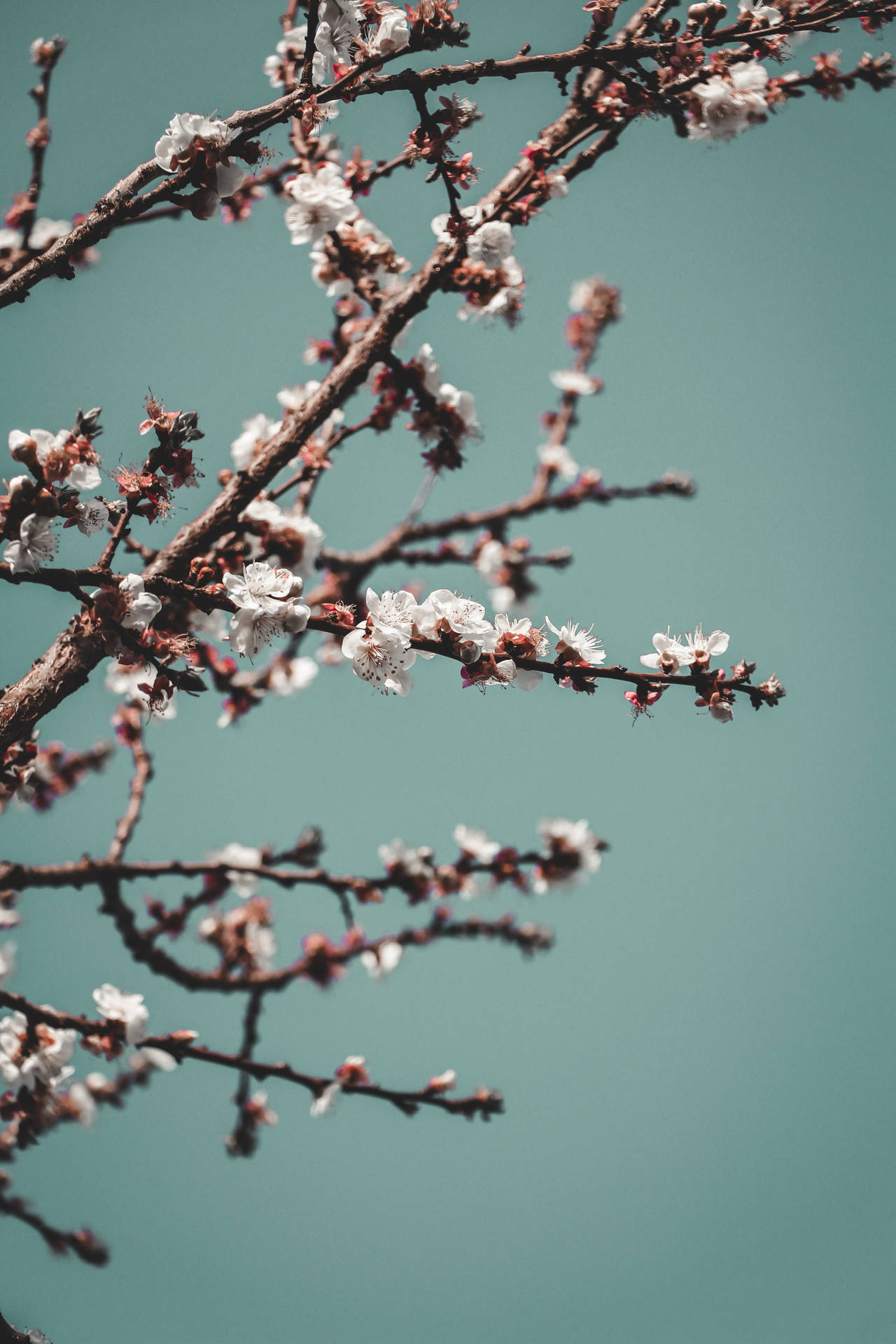 Hd Spring Full Bloom Plum Blossom Background