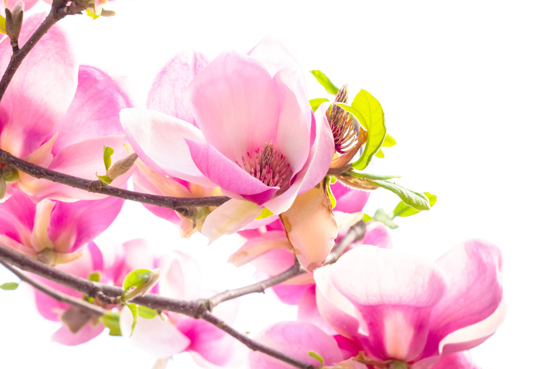 Hd Spring Magnolia Liliiflora Background