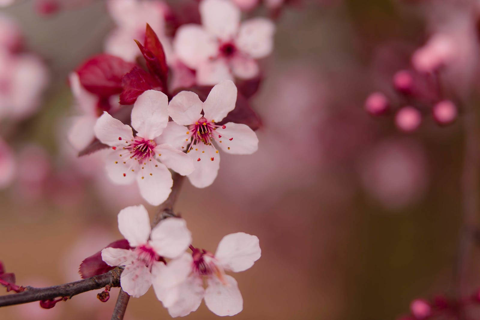 Hd Spring Nanking Bush Cherry