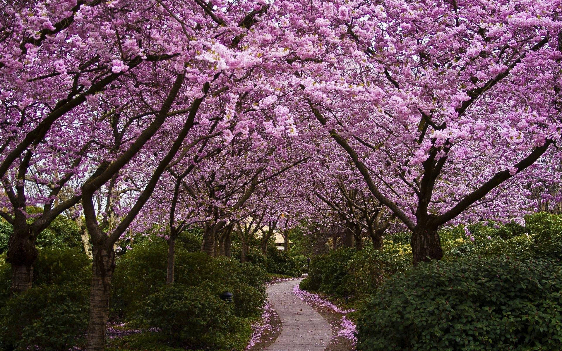 Hd Spring Pathway With Sakura Tree