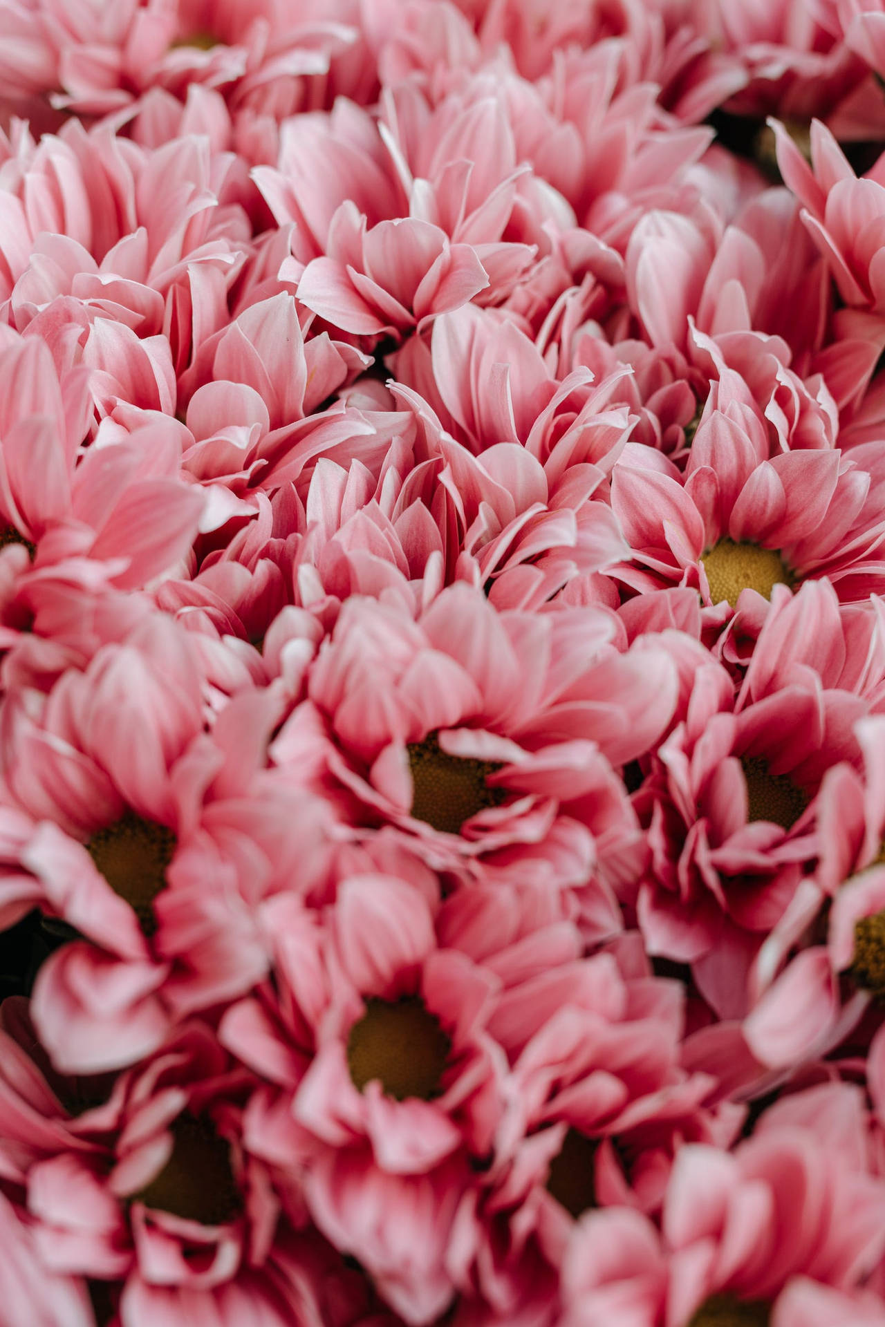 Hd Spring Pink Flowers Background