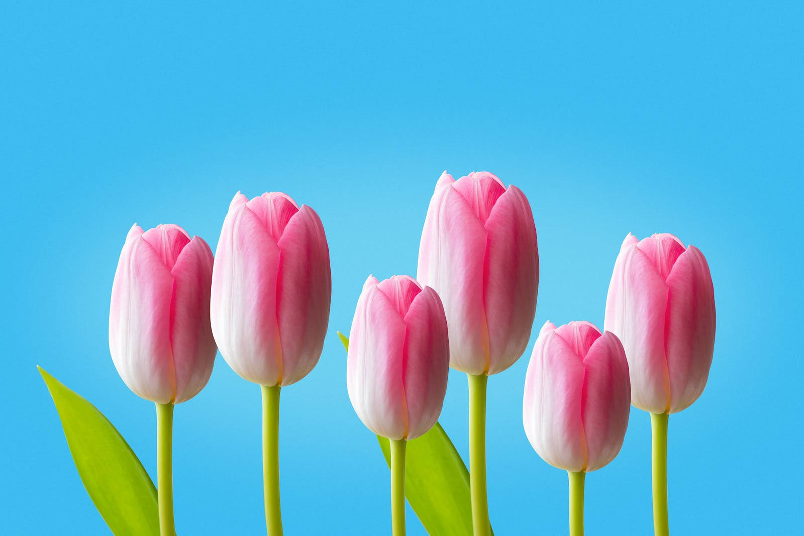 Hd Spring Pink Tulips Background