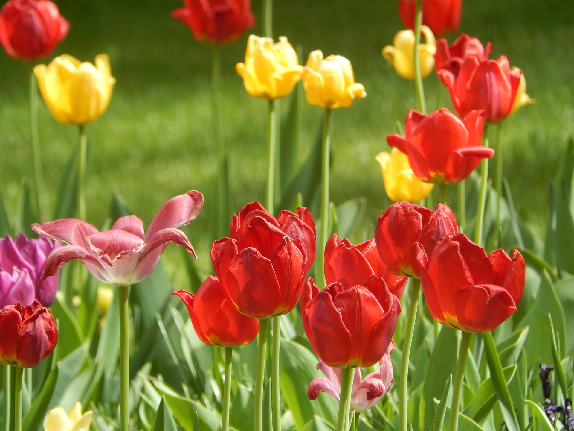 Hd Spring Red And Yellow Tulips Background