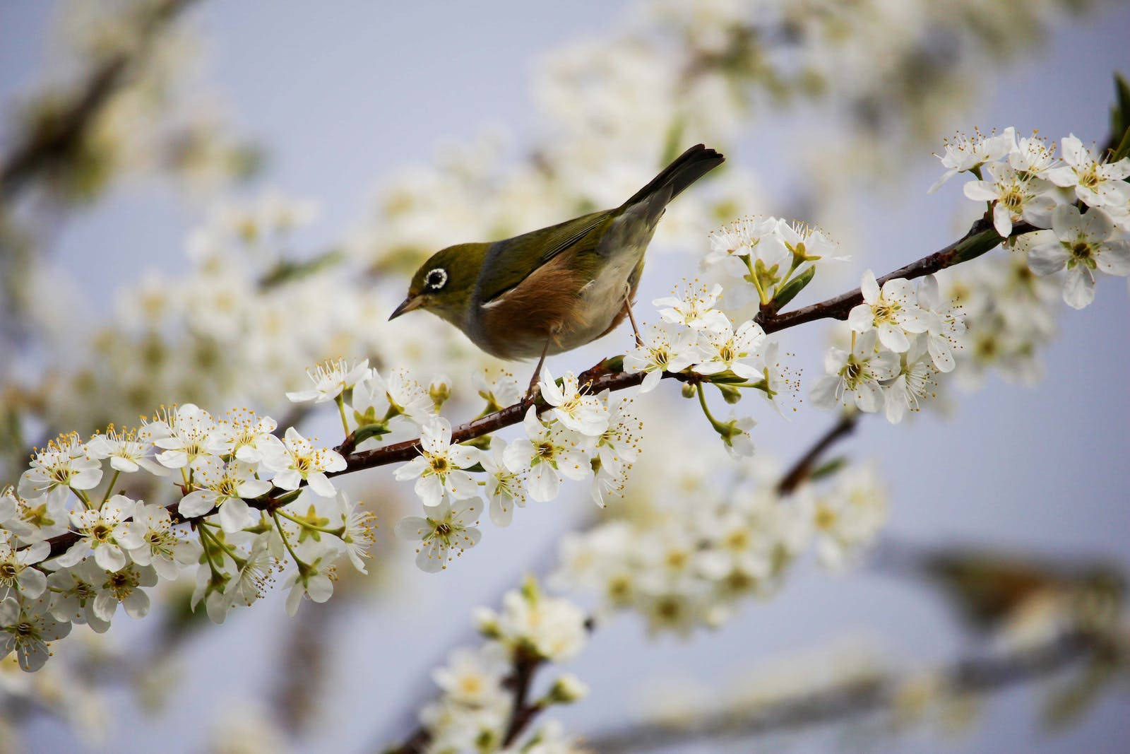Hd Spring Silvereye Bird Background