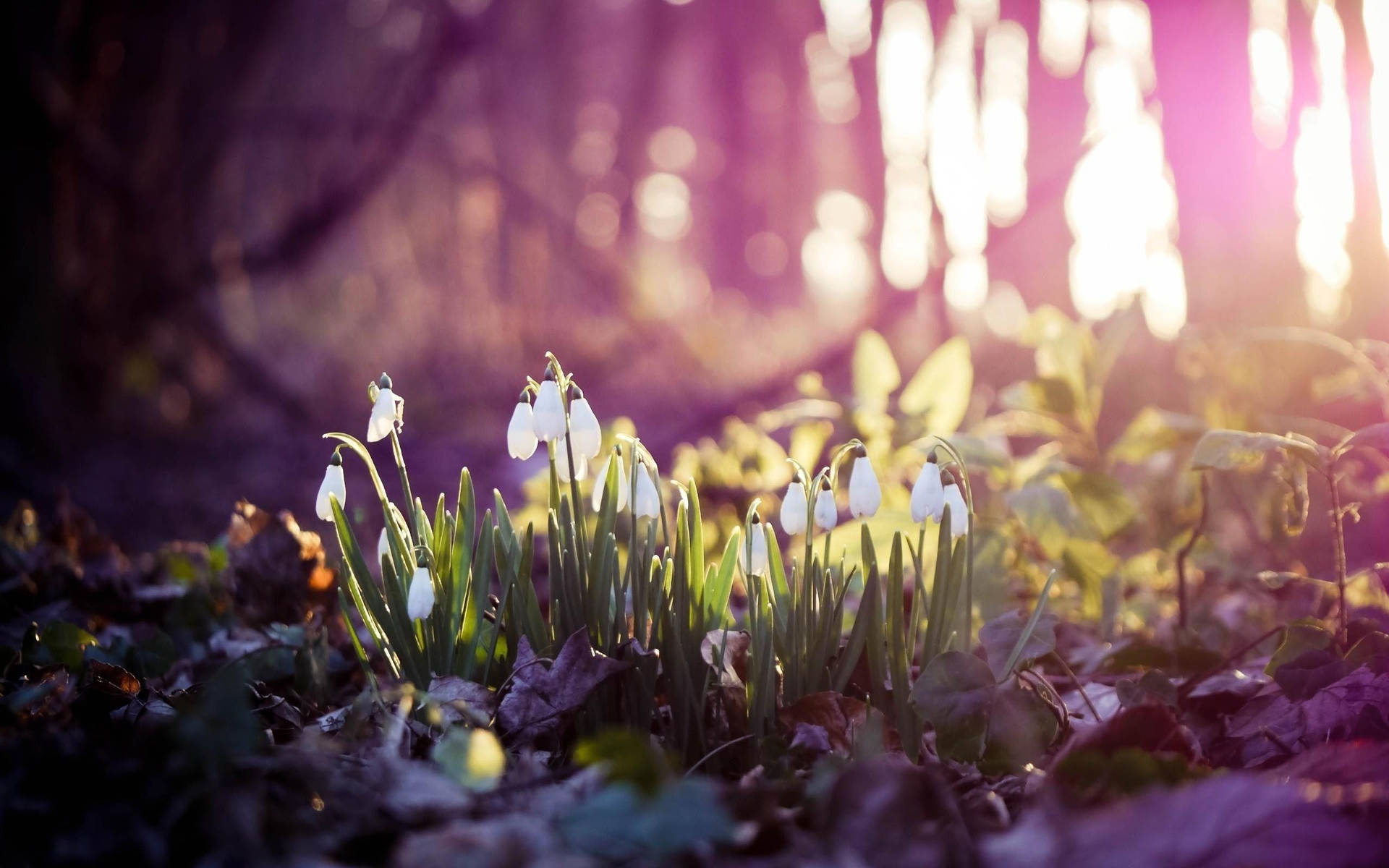 Hd Spring Snowdrops Background
