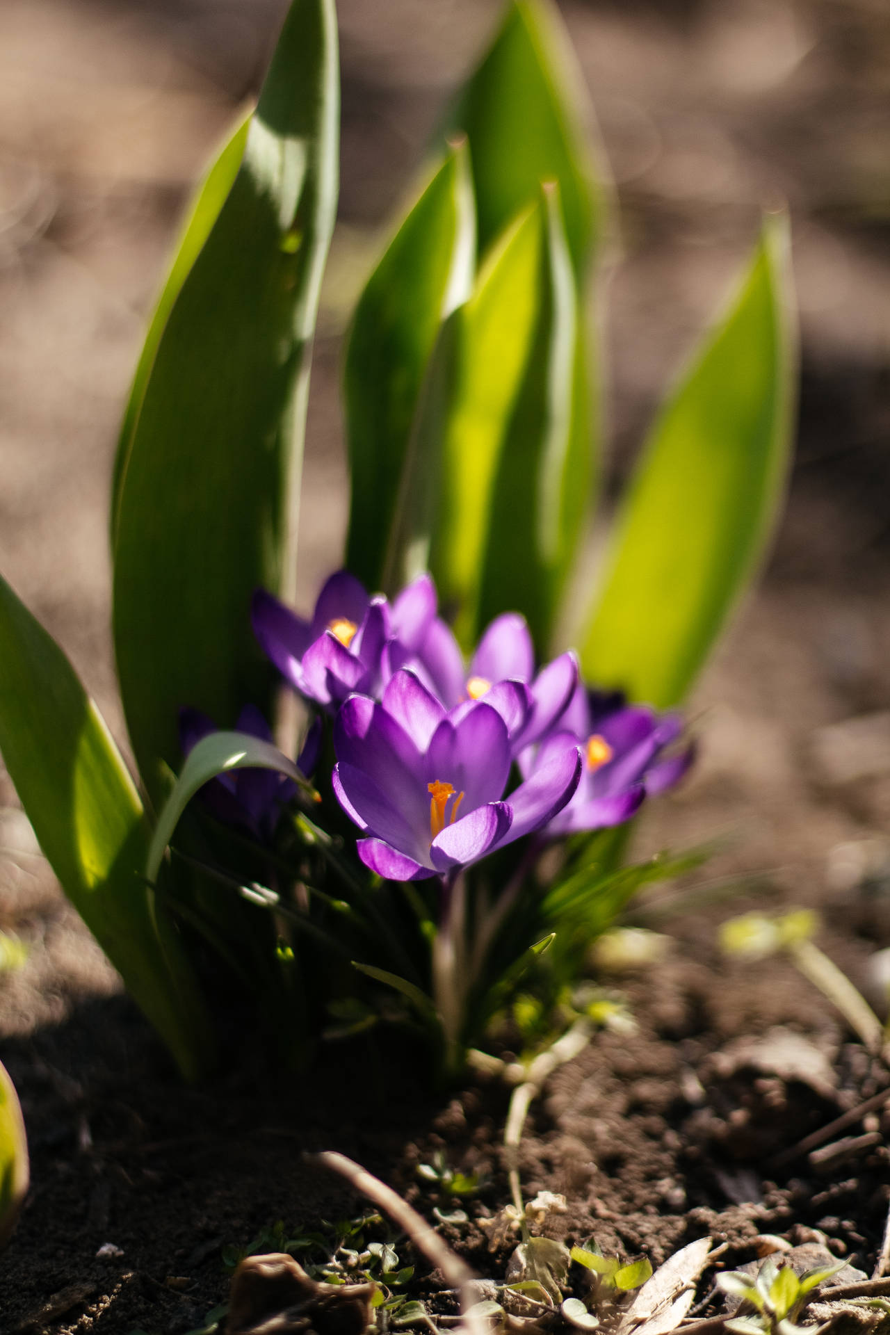 Hd Spring Violet Crocus Flower Background