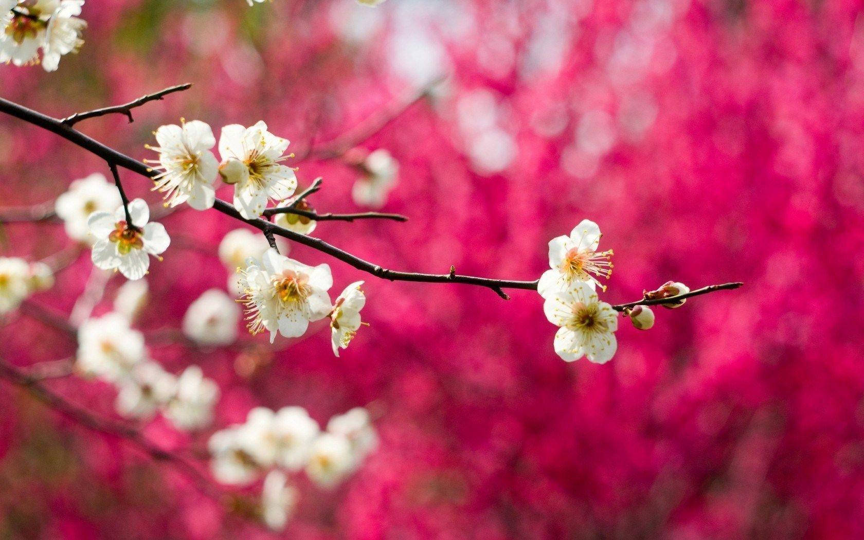 Hd Spring White Blossom Branch Background