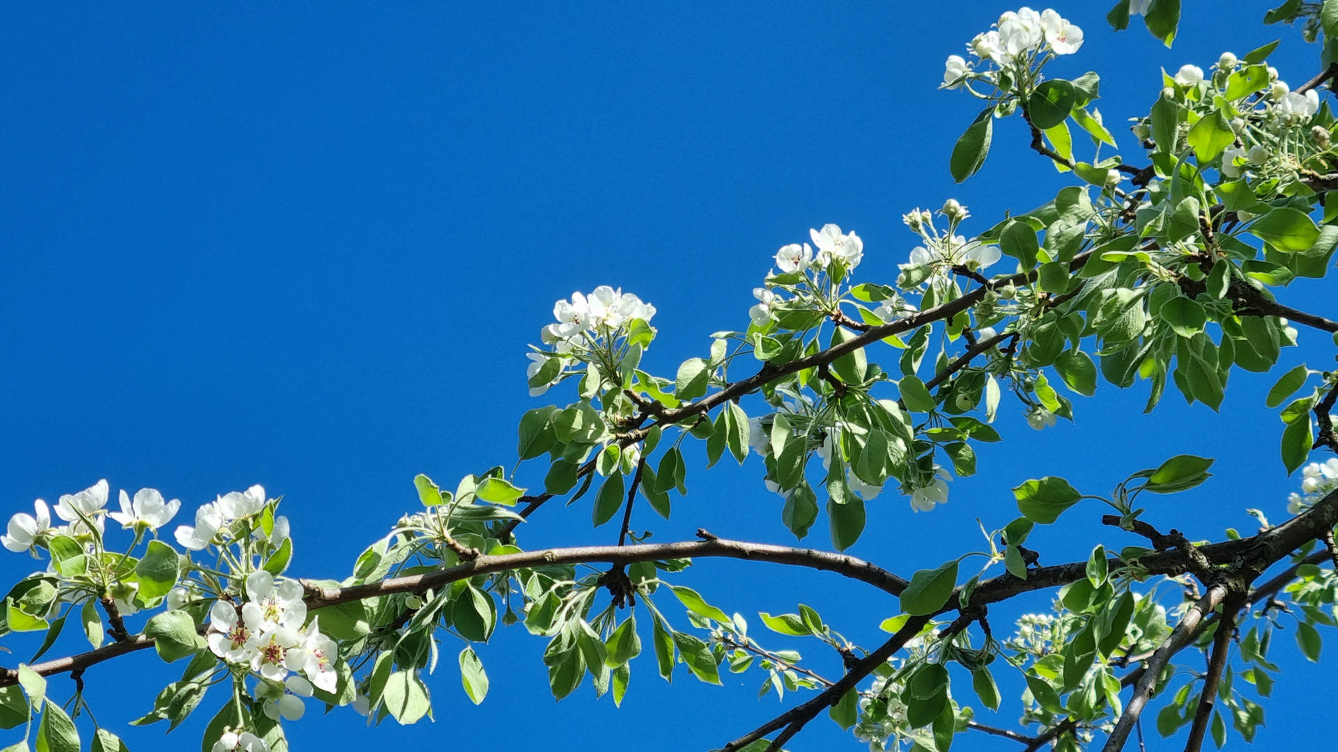 Hd Spring White Flowering Tree Background