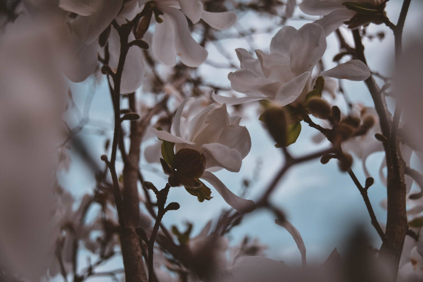 Hd Spring White Magnolia Background
