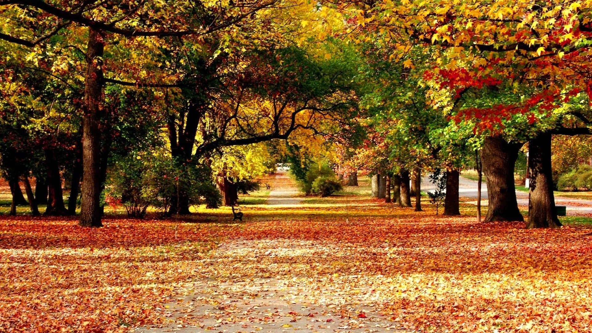 Hd Thick Autumn Forest Background