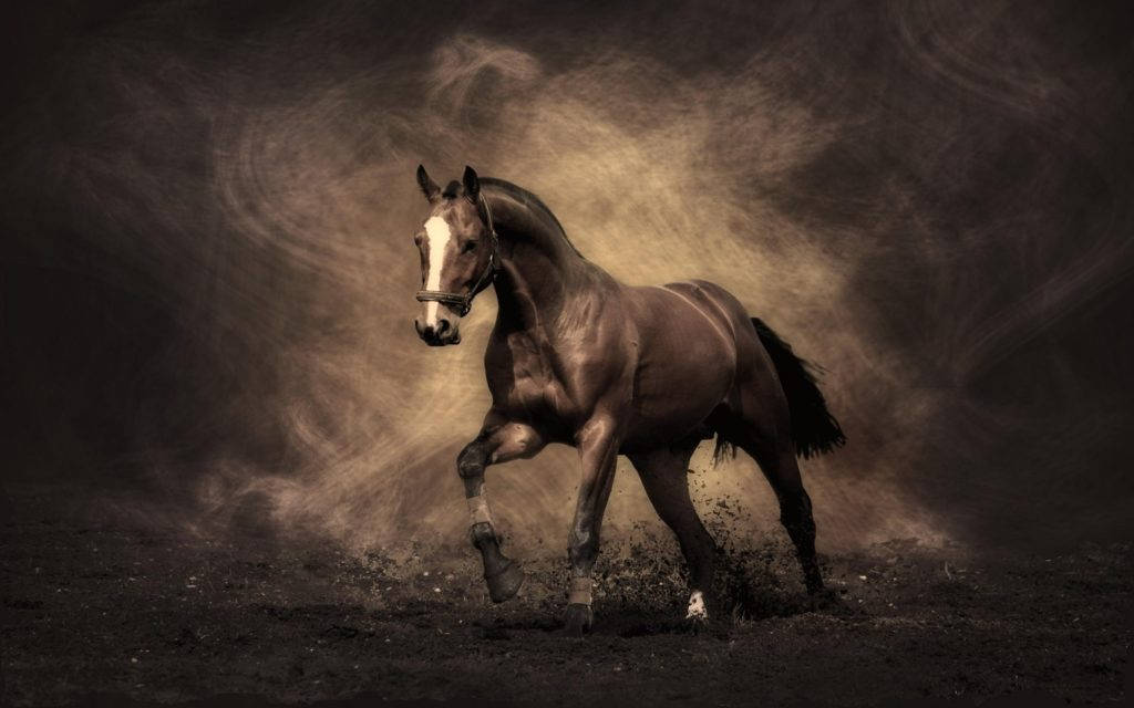 Hd Wallpapers | Hd Wallpaper Sephia Horse Colour | Hd Gallery