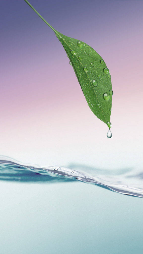 Hd Water And Leaf Background