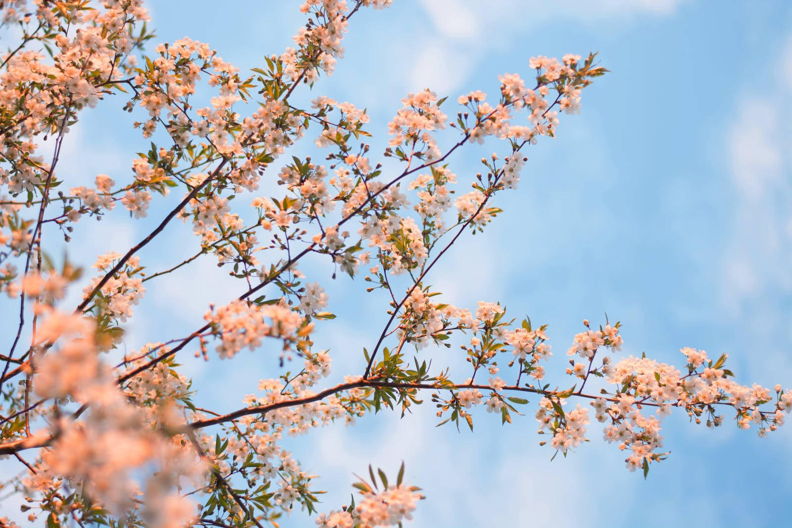 Hd White Flowering Tree