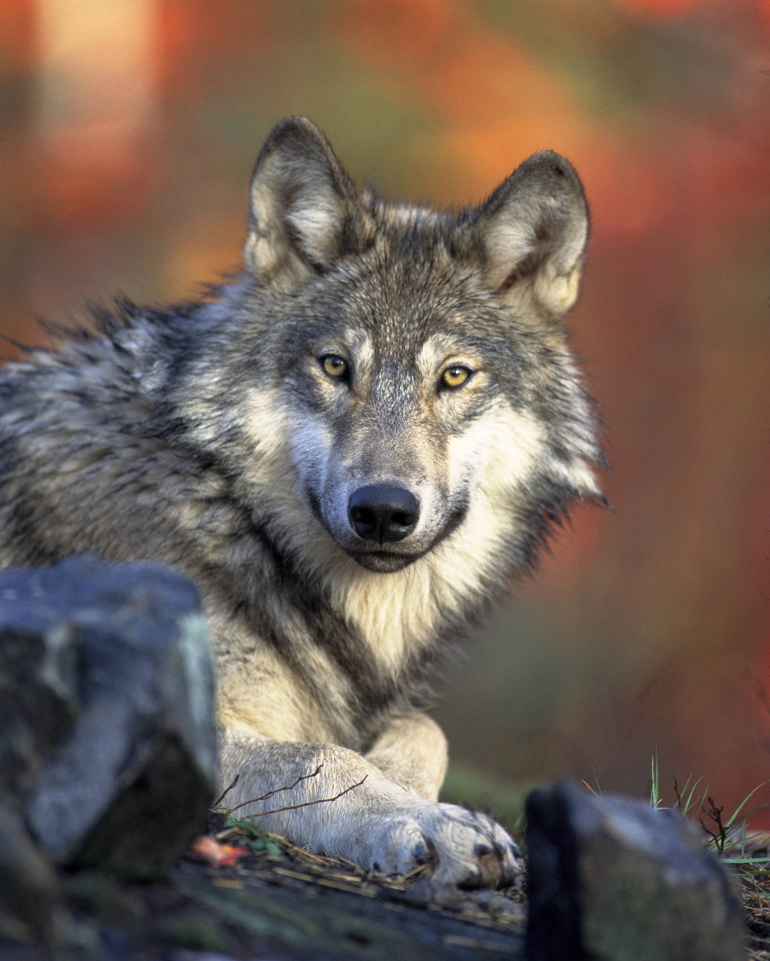 Hd Wolf Front View Background