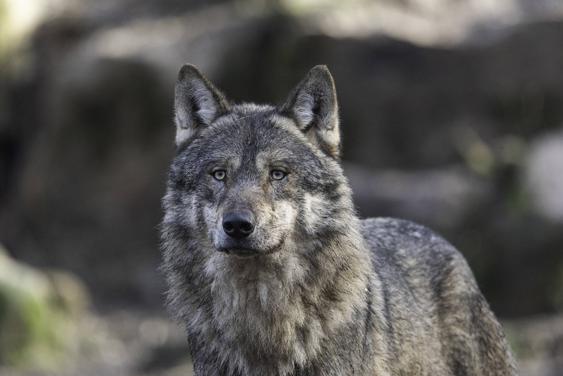 Hd Wolf Selective Focus Background