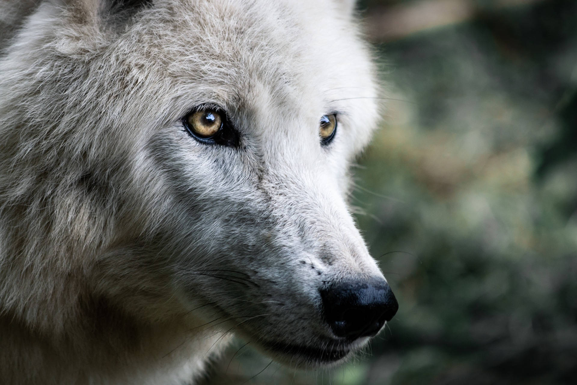 Hd Wolf Shallow Focus Background