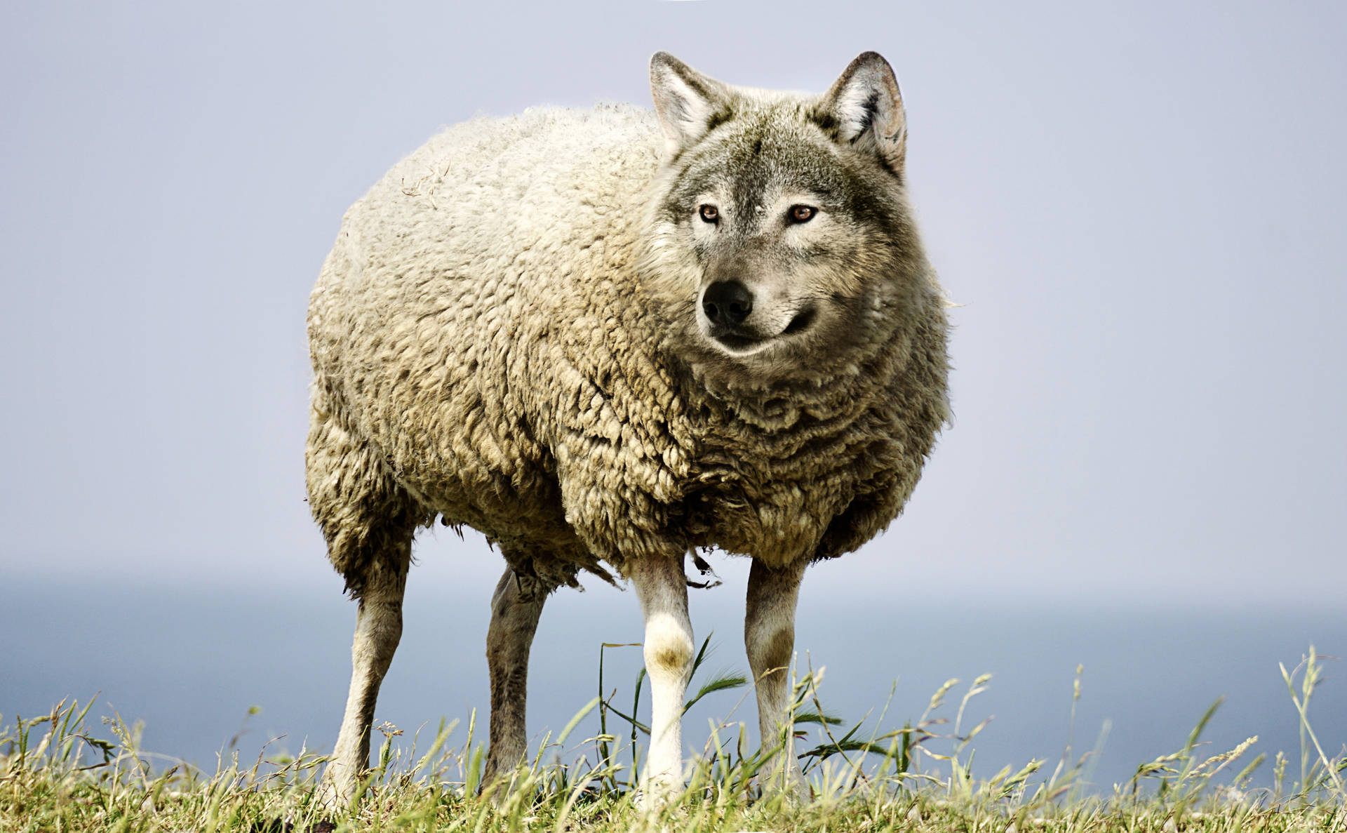Hd Wolf Sheep Background