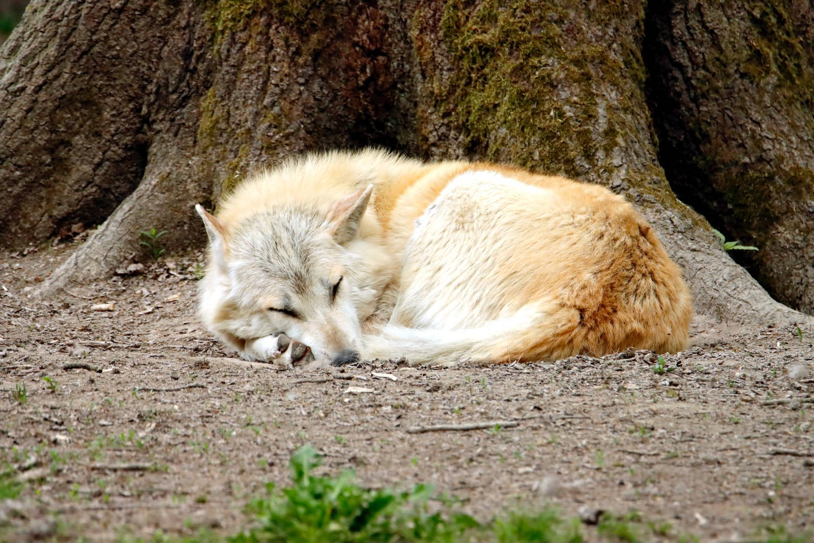 Hd Wolf Sleeping Background