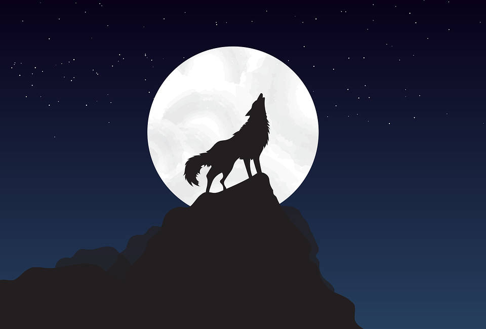 Hd Wolf Vector Background
