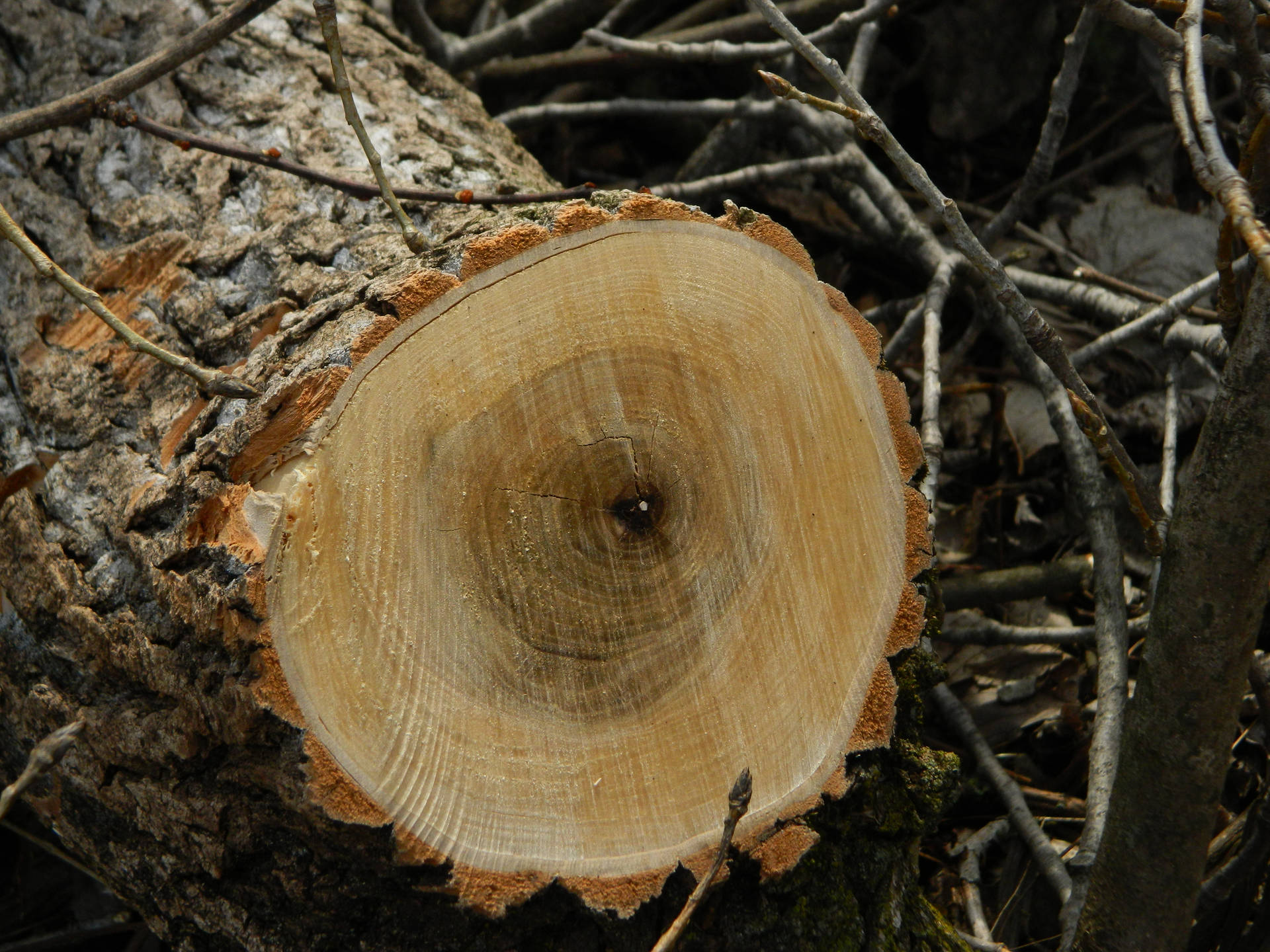 Hd Wood Tree Stump Background